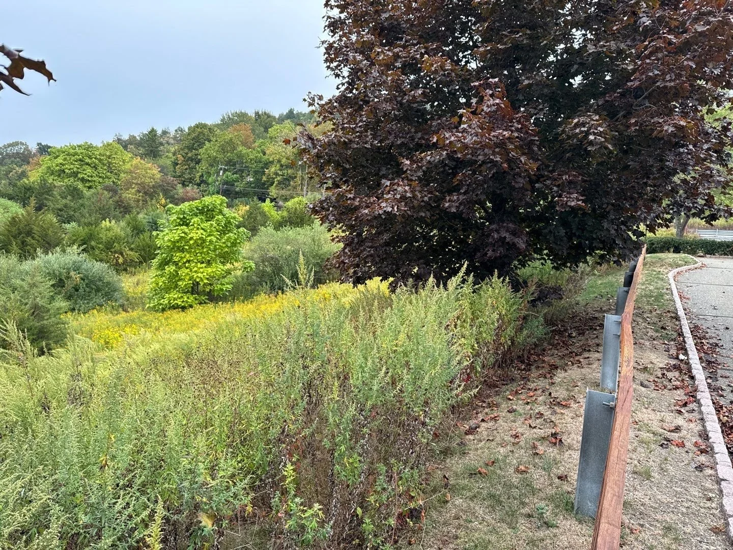 Land Clearing - 2-1.jpg