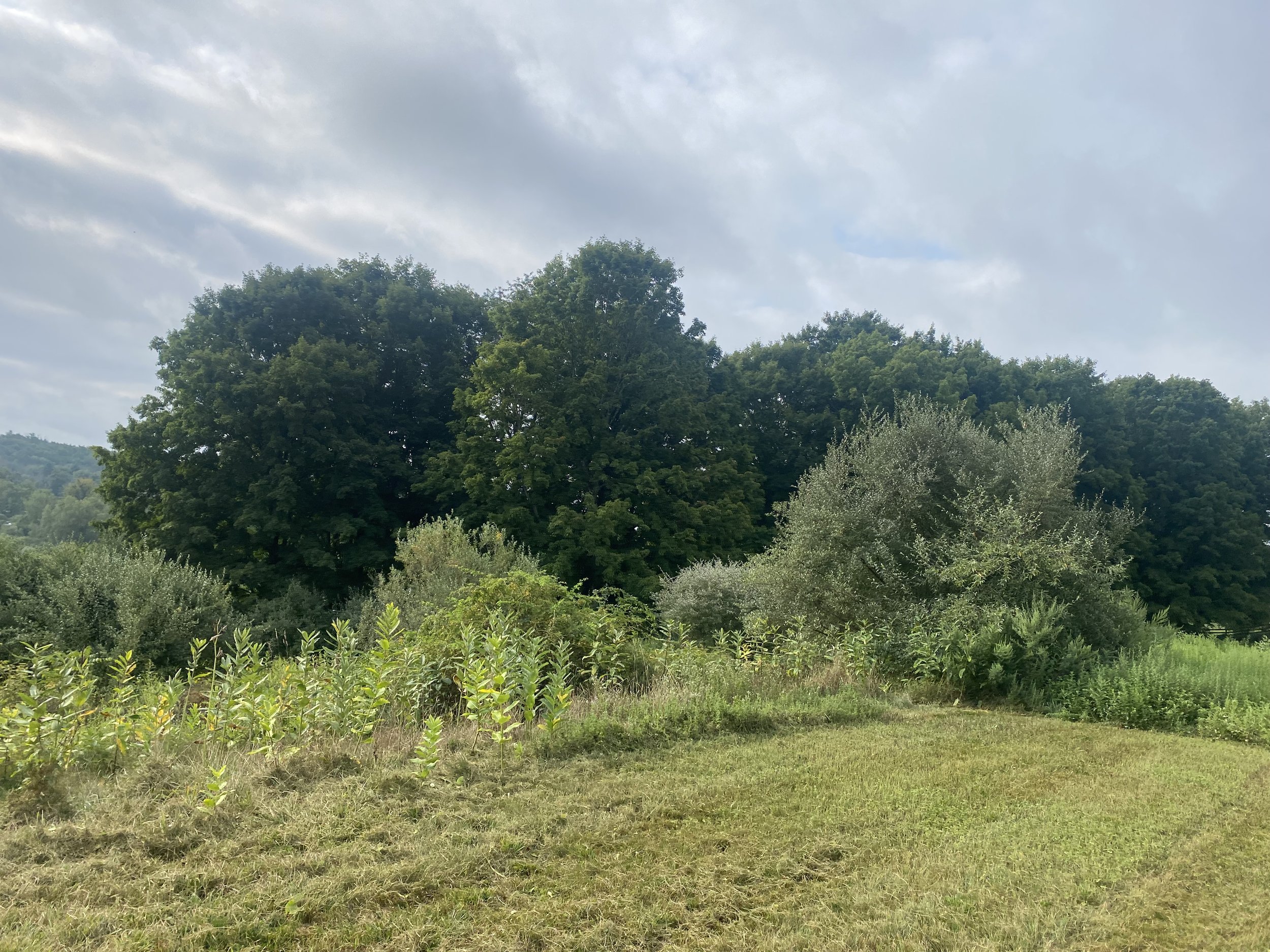 Invasive Plant Removal - 1-2.jpg