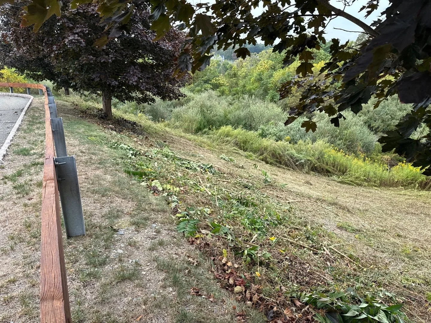 Invasive Plant Removal - 2-4.jpg