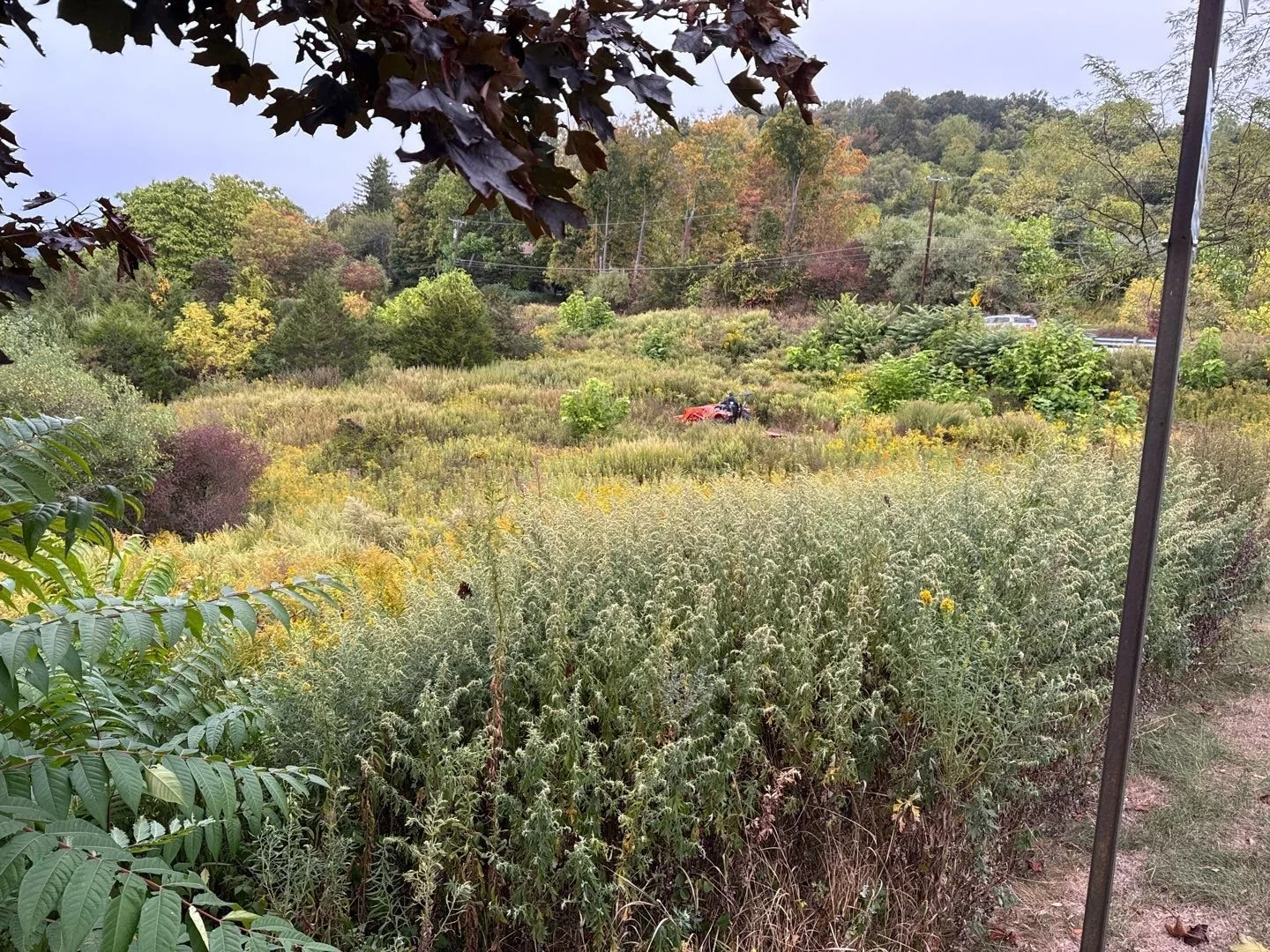 Invasive Plant Removal - 2-2.jpg