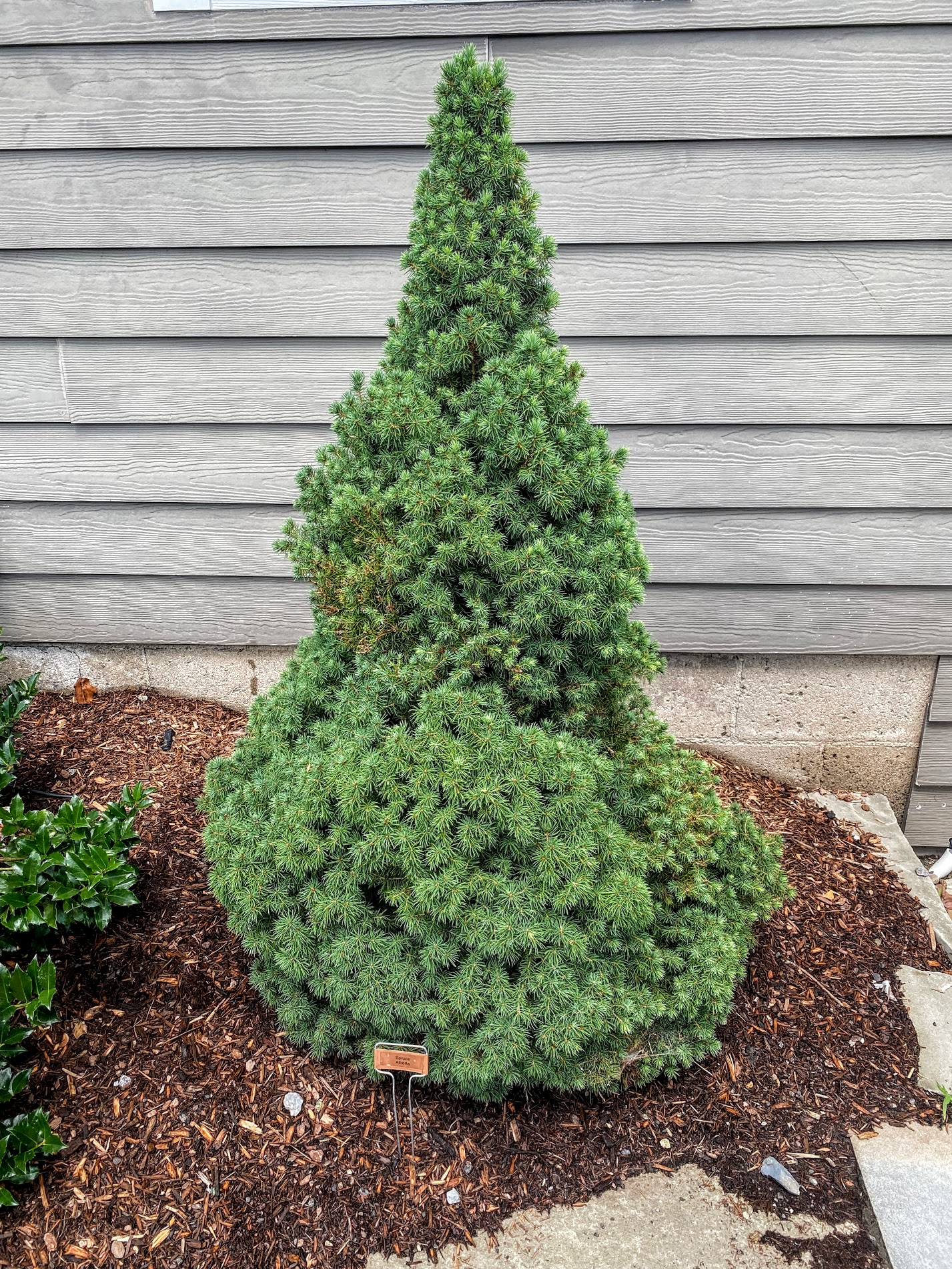 ALBERTA SPRUCE- DWARF.png