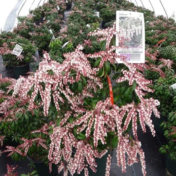 ANDROMEDA - DOROTHY WYCOFF.jpeg