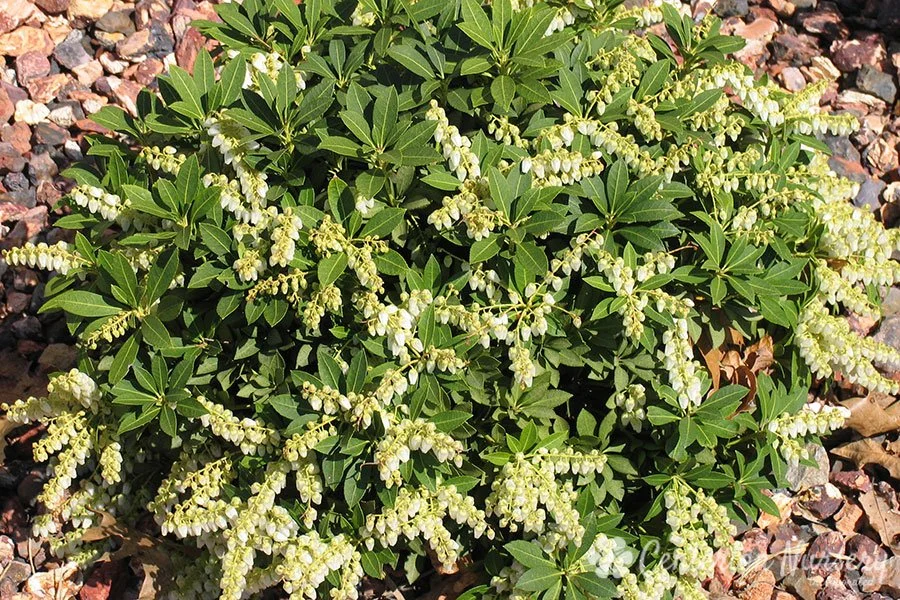 ANDROMEDA - DWARF CAVATINE.jpeg