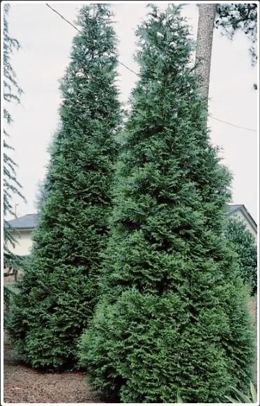 ARBORVITAE –  GREEN GIANT_img1.jpeg