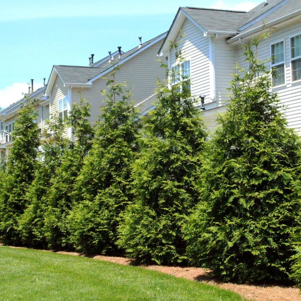ARBORVITAE –  GREEN GIANT_img2.jpeg