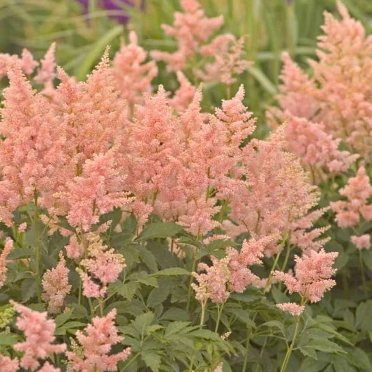 ASTILBE- PEACH BLOSSOM.png
