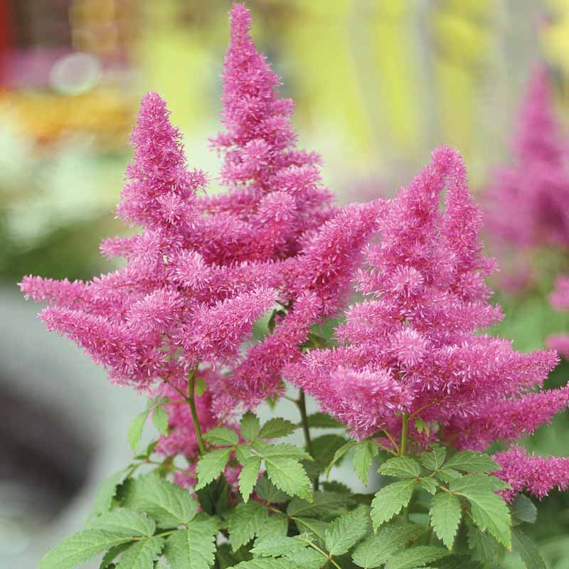 ASTILBE- VISIONS IN PINK.png