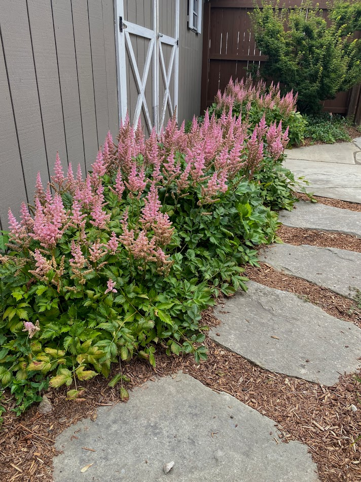 ASTILBE- PINK FLOWERING.png