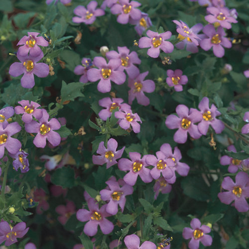 BACOPA - BETTY DARK BLUE ).png