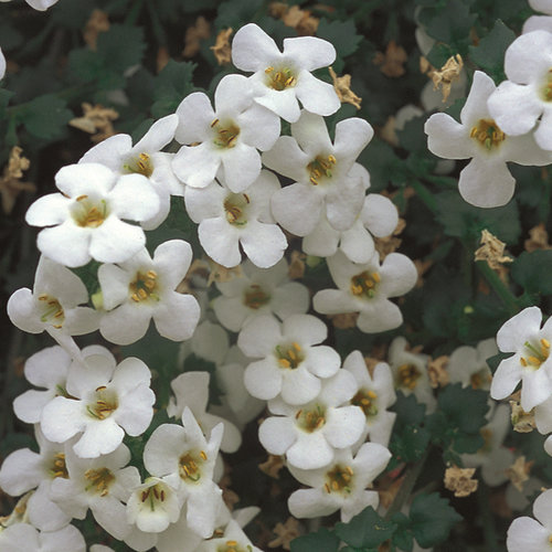 BACOPA - BETTY WHITE (SUTERA).png