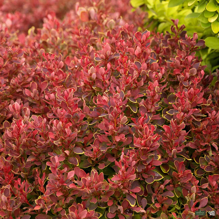 BARBERRY - _GOLDEN RUBY (DWARF HABIT).png