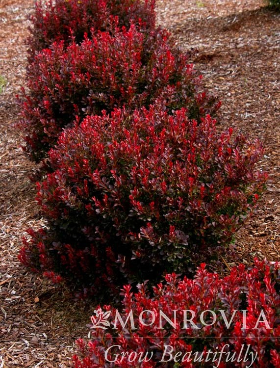 BARBERRY - _PYGMY RUBY.png