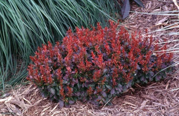 BARBERRY - BAGATELLE.jpeg