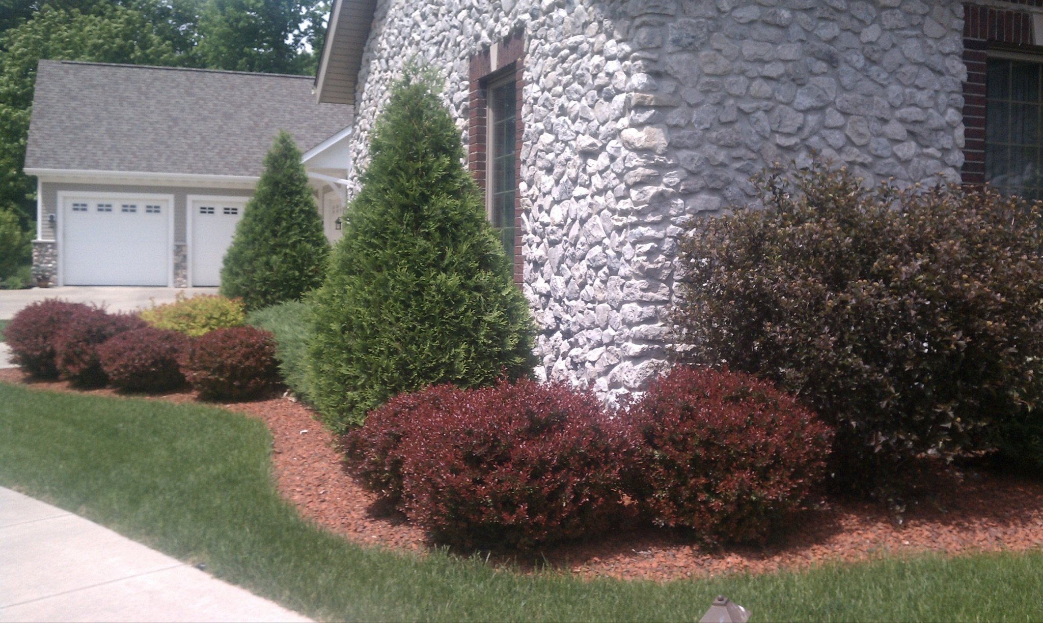 BARBERRY - CRIMSON PYGMY.jpeg