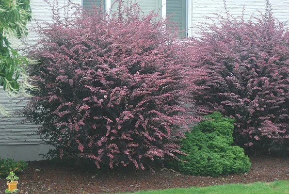 BARBERRY - ROSE GLOW.jpeg