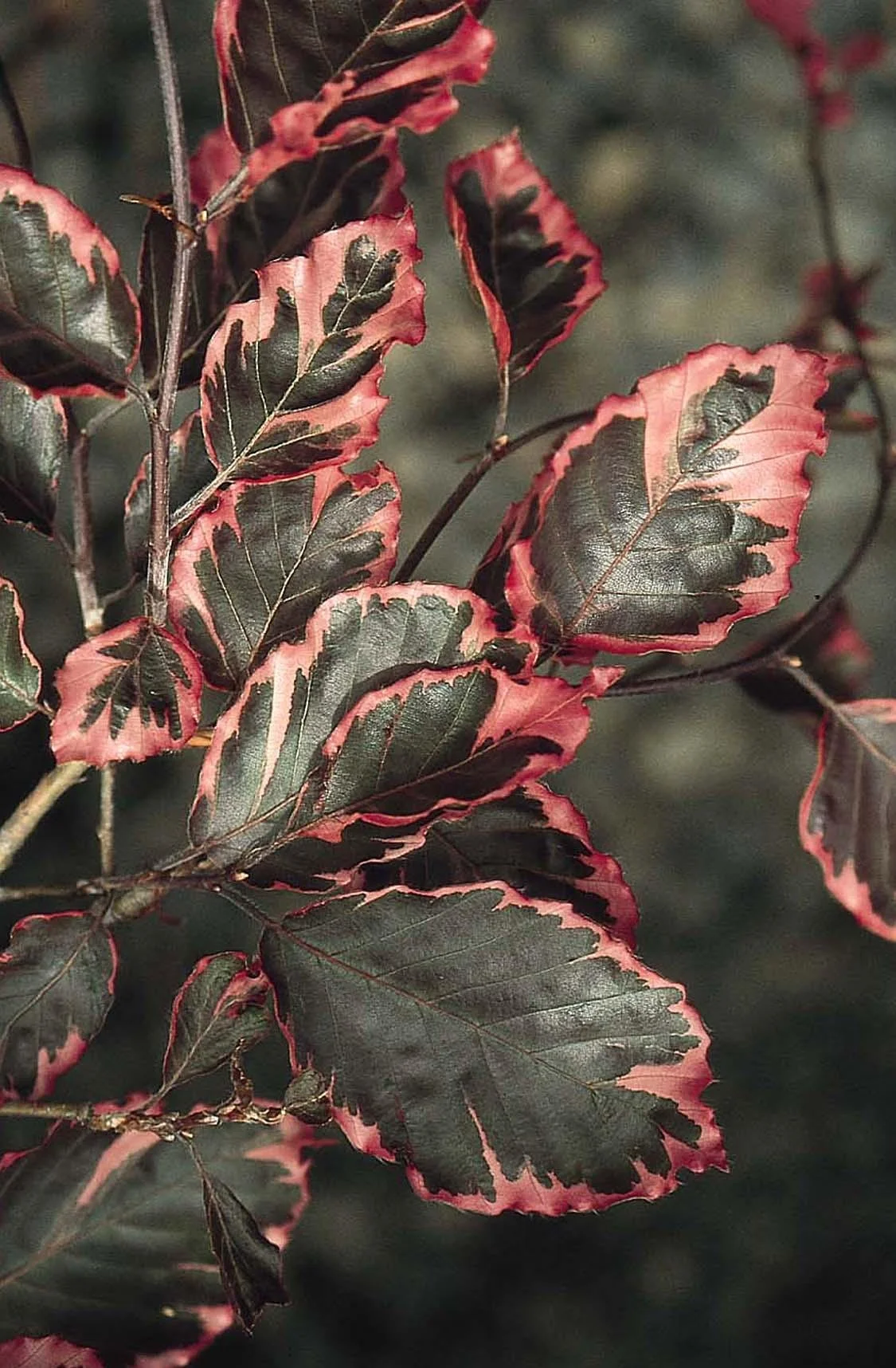 BIRCH - TRI-COLORED_img2.jpeg