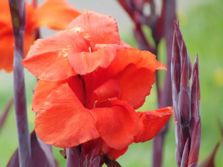 BLACK LEAVED CANNA.png