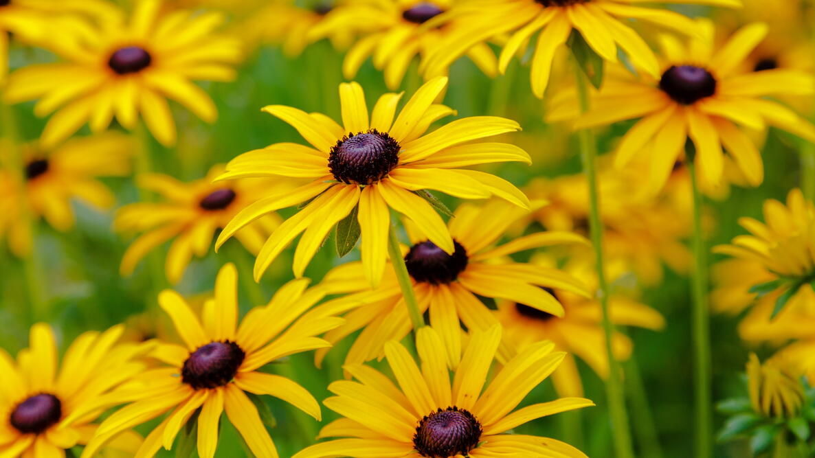 BLACK EYED SUSAN (LITTLE GOLDSTAR).png