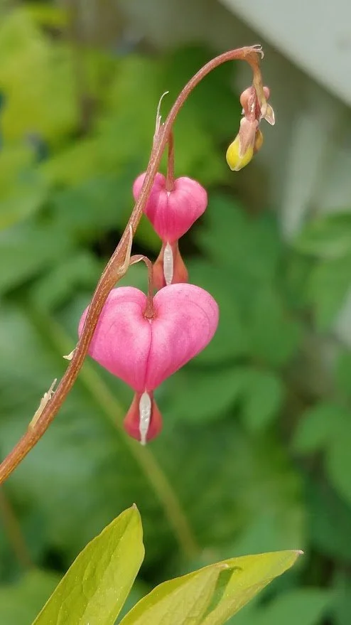 BLEEDING HEART_img2.jpeg