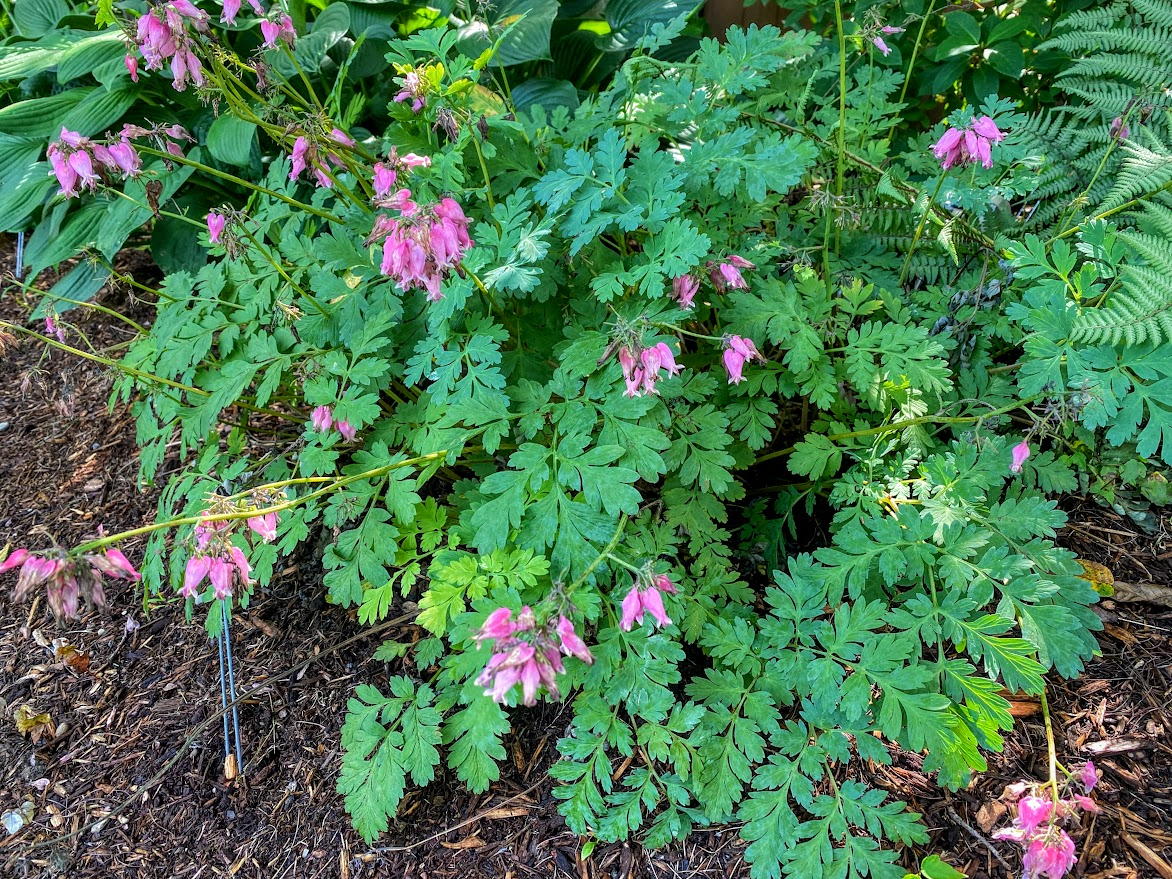 BLEEDING HEART_img1.png