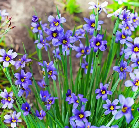 BLUE-EYED GRASS.png