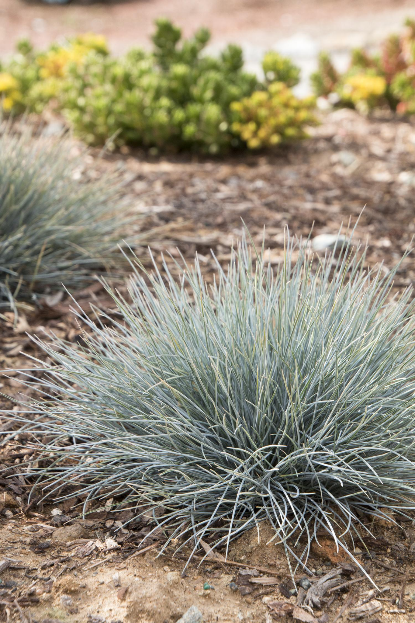 BLUE FESCUE.png