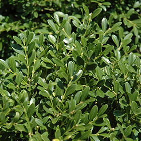 BOXWOOD - FRANKLIN GEM_img1.png