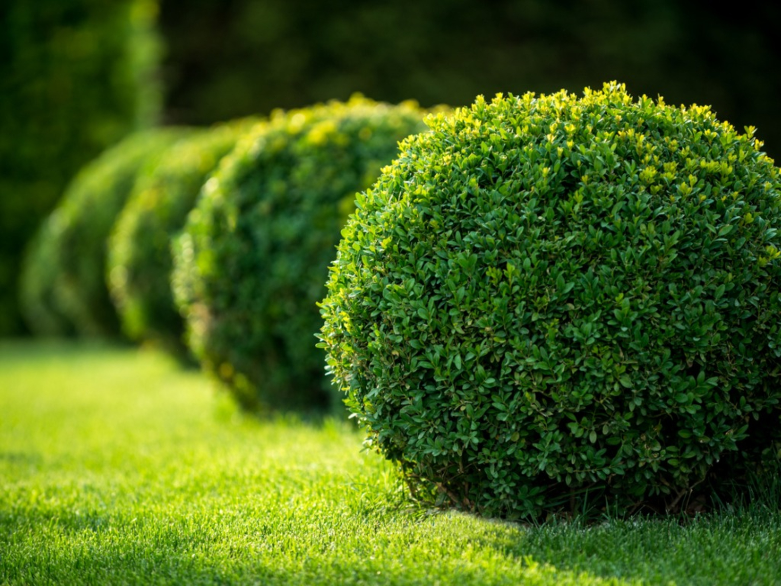 BOXWOOD - COMMON.png