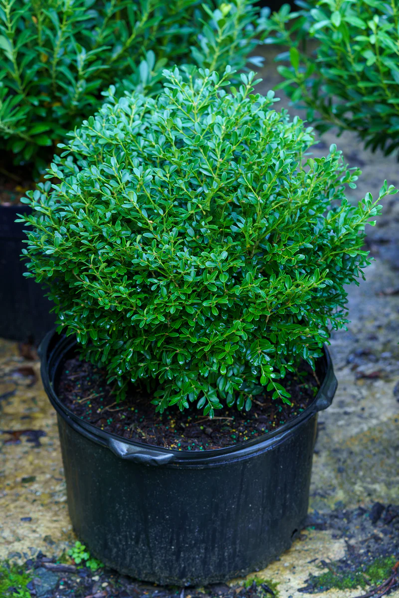 BOXWOOD - FRANKLIN GEM_img2.png