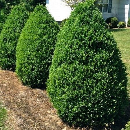 BOXWOOD - GREEN MOUNTAIN.png