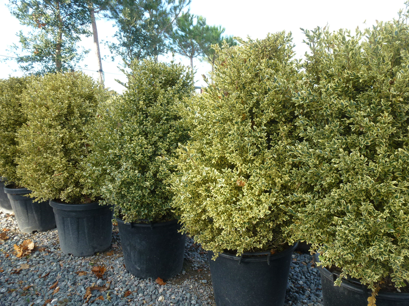 BOXWOOD - VARIEGATED.png