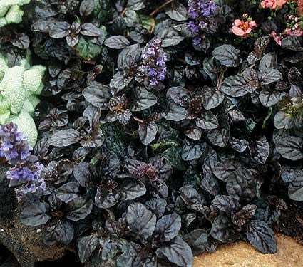 BUGLEWEED - BLACK SCALLOP.png