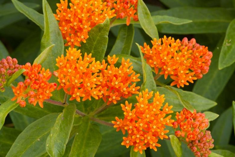 BUTTERFLY WEED.png
