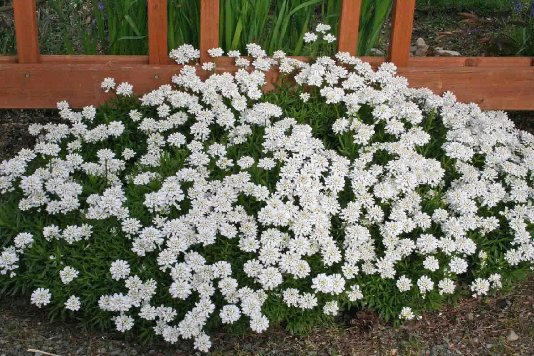 CANDYTUFT.jpeg