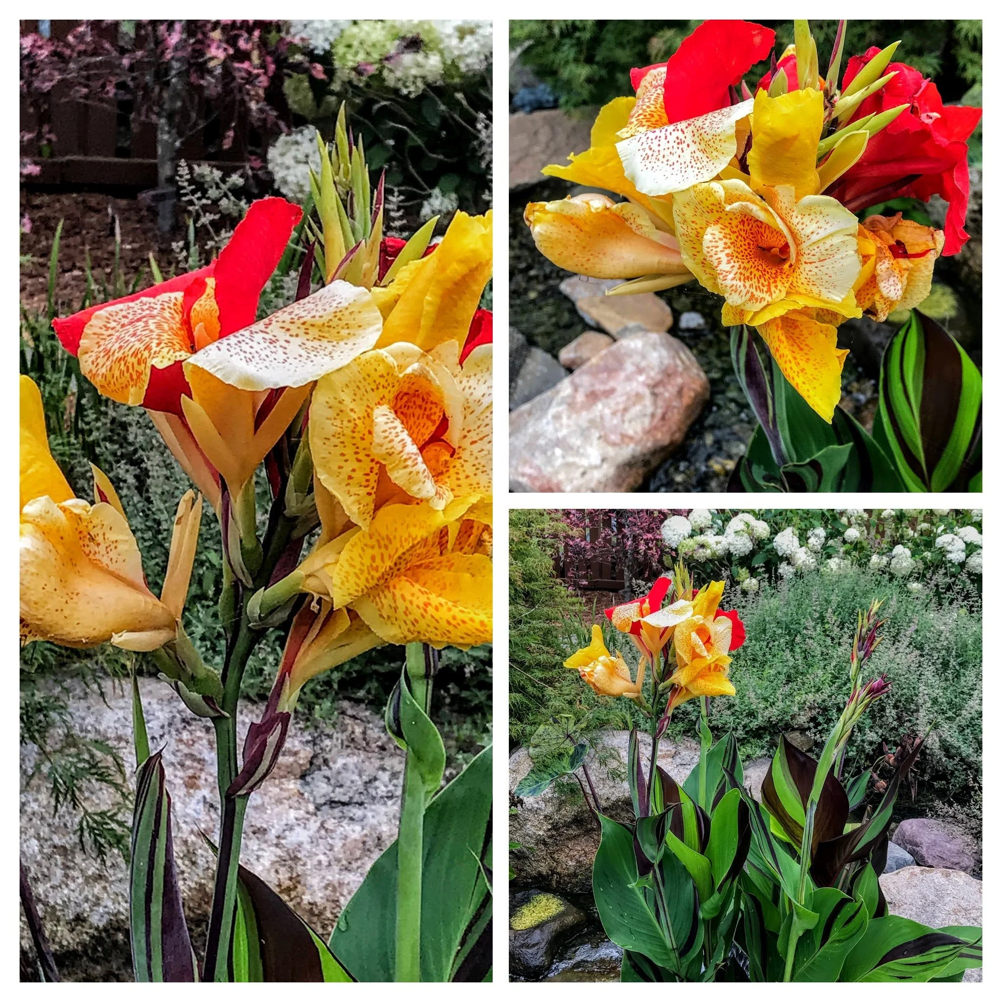 CANNA LILY - CLEOPATRA.jpeg