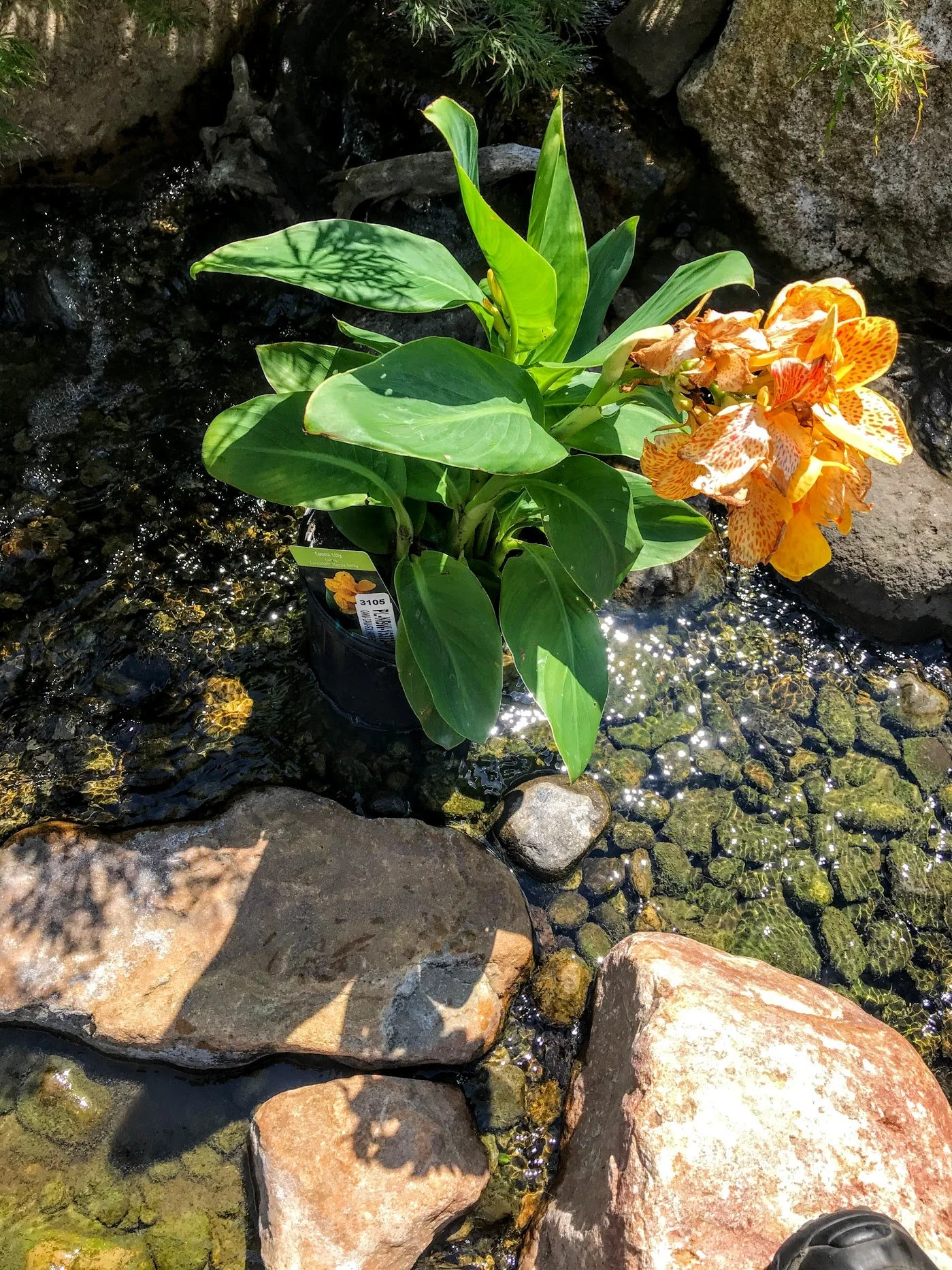 CANNA LILY - HAPPY EMILY.jpeg
