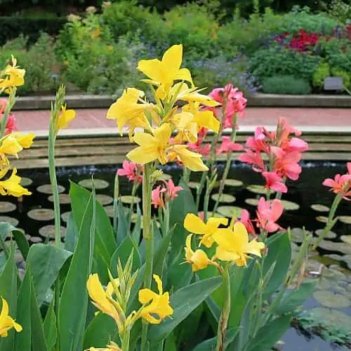 CANNA LILY.png