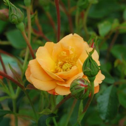 CARPET ROSE- GROUNDCOVER ROSE_img1.png