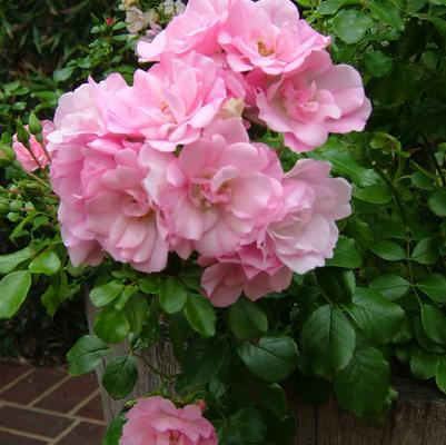 CARPET ROSE- GROUNDCOVER ROSE_img2.png