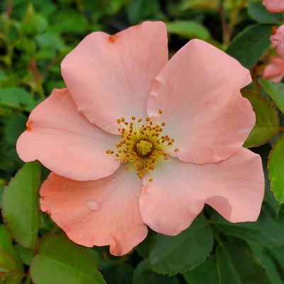 CARPET ROSE- GROUNDCOVER ROSE_img3.png