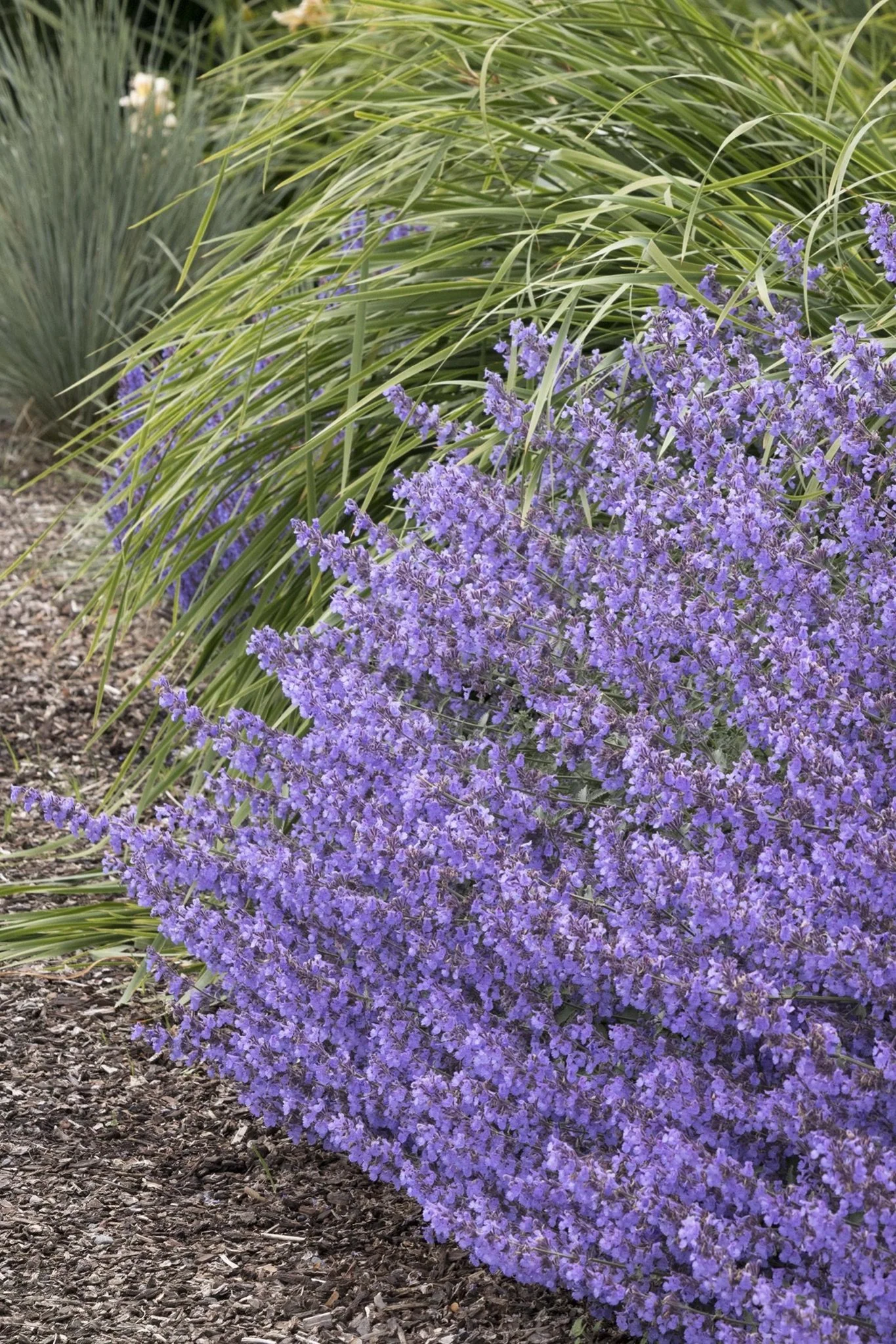 CATMINT - JUNIOR WALKER.jpeg