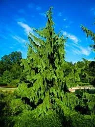 CEDAR - WEEPING ALASKAN.jpeg