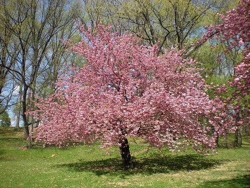 CHERRY - KWANZAN.jpeg