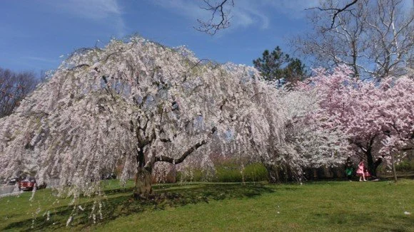 CHERRY - WEEPING.jpeg