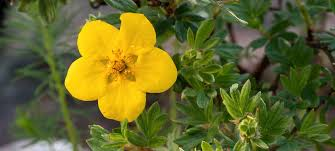 CINQUEFOIL BUSH_img2.png