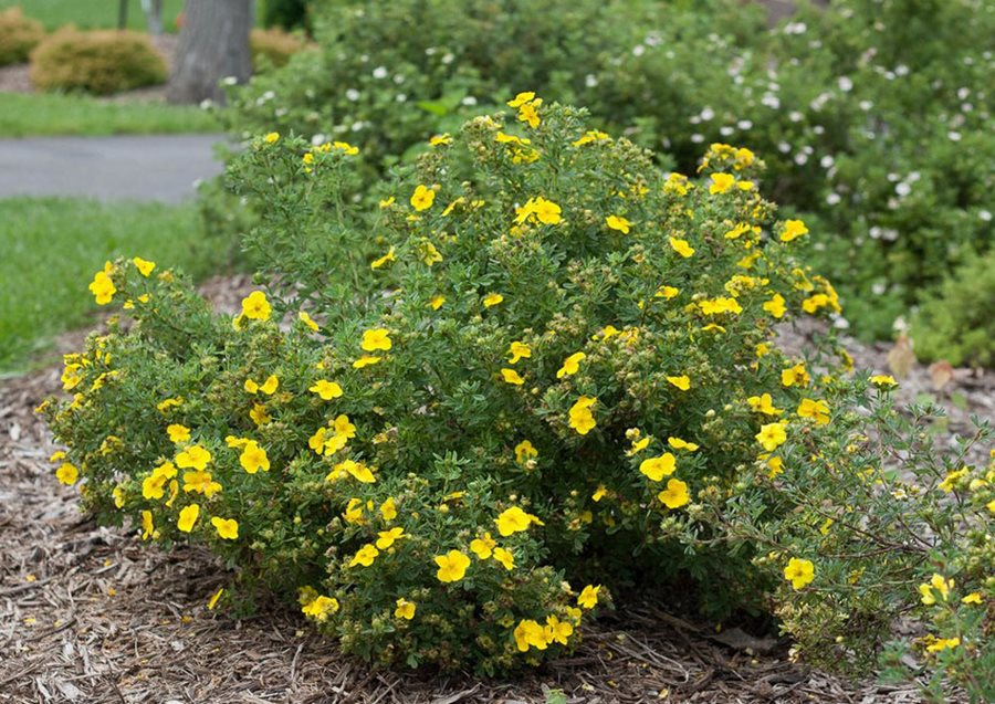 CINQUEFOIL BUSH_img1.png