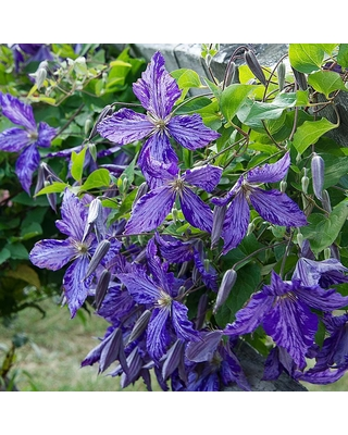 CLEMATIS - TIE DYE.png