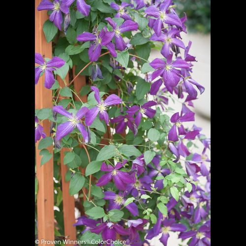 CLEMATIS- HAPPY JACK PURPLE.png