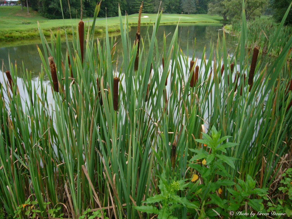 COMMON CATTAILS.png