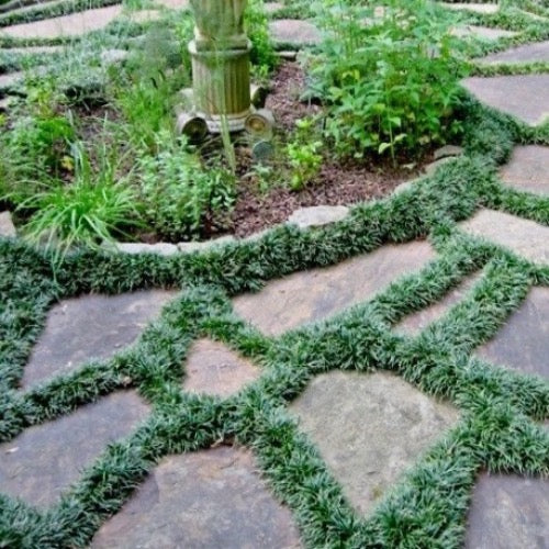 COMMON MONDO (OPHIOPOGON JAPONICUS- DWARF).png